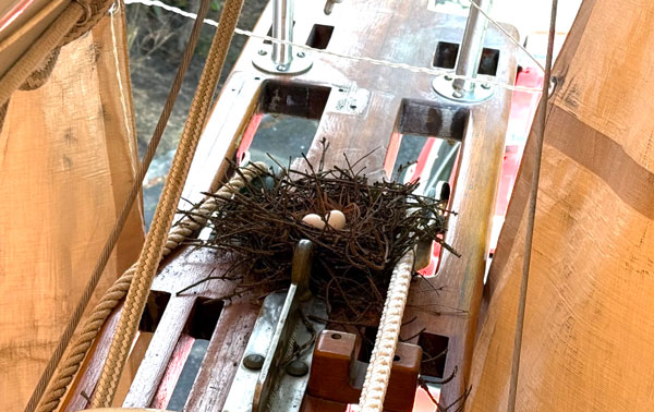 Bird Eggs in Nest